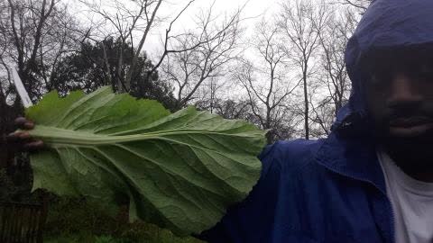 Me holding mustard green leaf